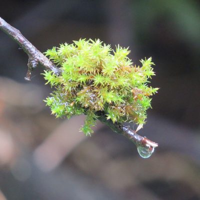 Lewinskya affinis, photographed by R Clarke