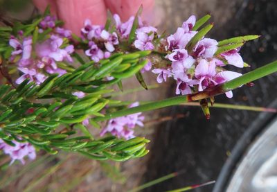 Amphithalea ericifolia, photographed by linkie