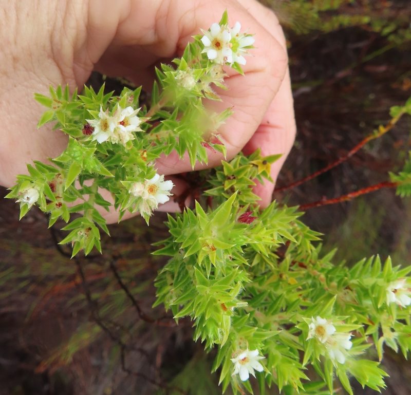 Diosma arenicola, photographed by linkie