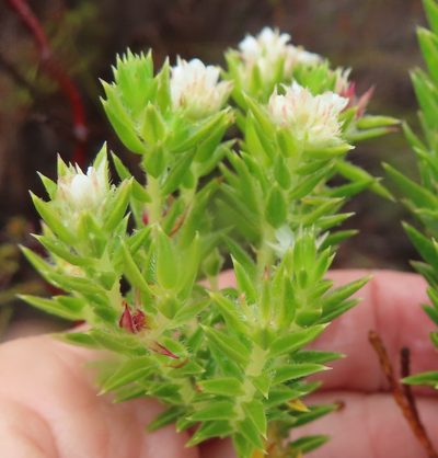 Diosma arenicola, photographed by linkie