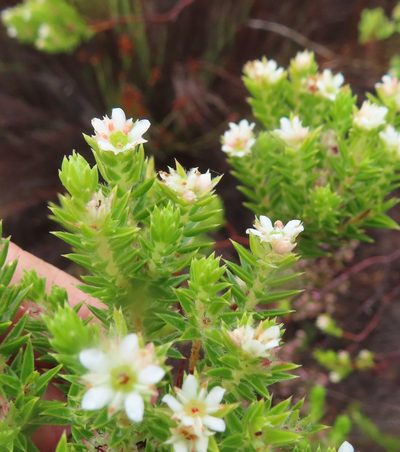 Diosma arenicola, photographed by linkie