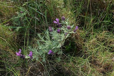 Lavandula stoechas, photographed by Julien Renoult