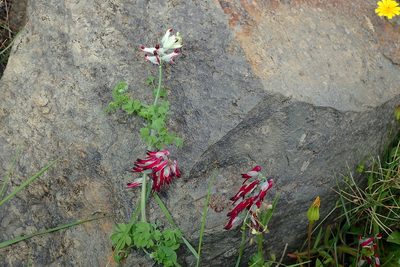 Fumaria capreolata