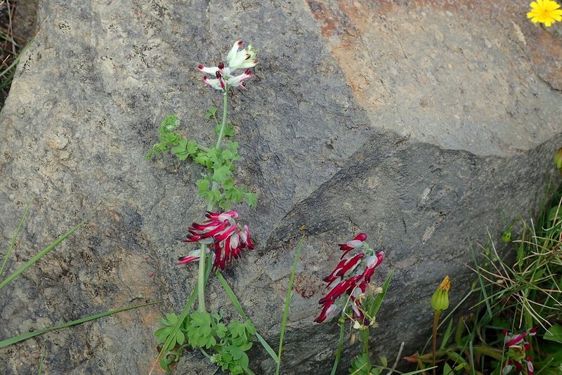 Fumaria capreolata, photographed by Julien Renoult