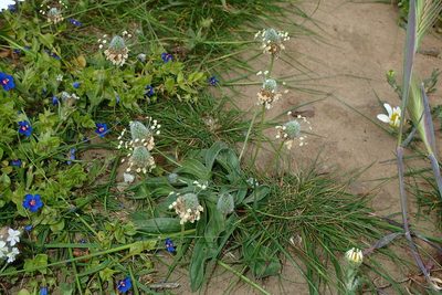 Plantago lagopus, photographed by Julien Renoult