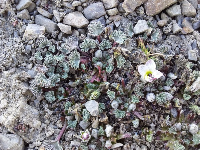 Nototriche obcuneata, photographed by Humber Alberto