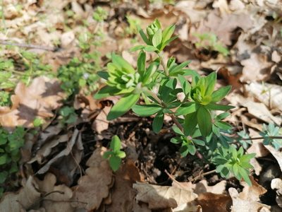 Galium sylvaticum, photographed by Daniel Linzbauer