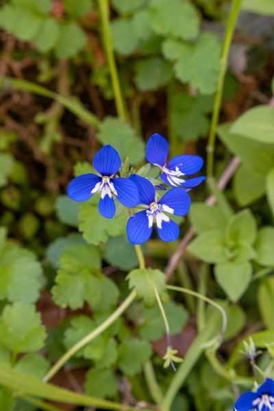 Veronica glauca, photographed by Bob Walker