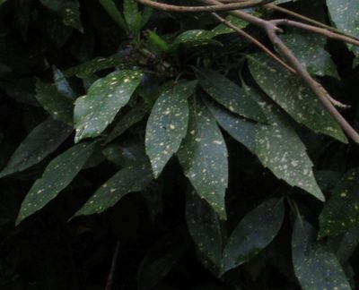 Aucuba japonica, photographed by Jon Mortin