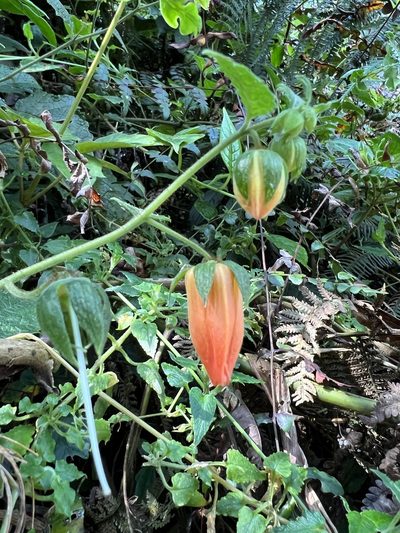 Nasa campaniflora, photographed by Nicolás Baresch Uribe