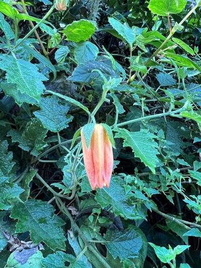 Nasa campaniflora, photographed by Nicolás Baresch Uribe