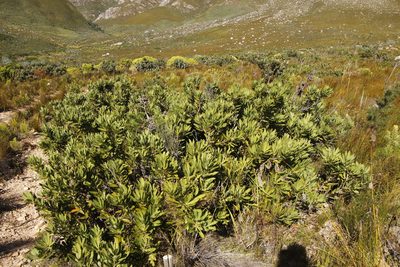 Brabejum stellatifolium, photographed by Tony Rebelo