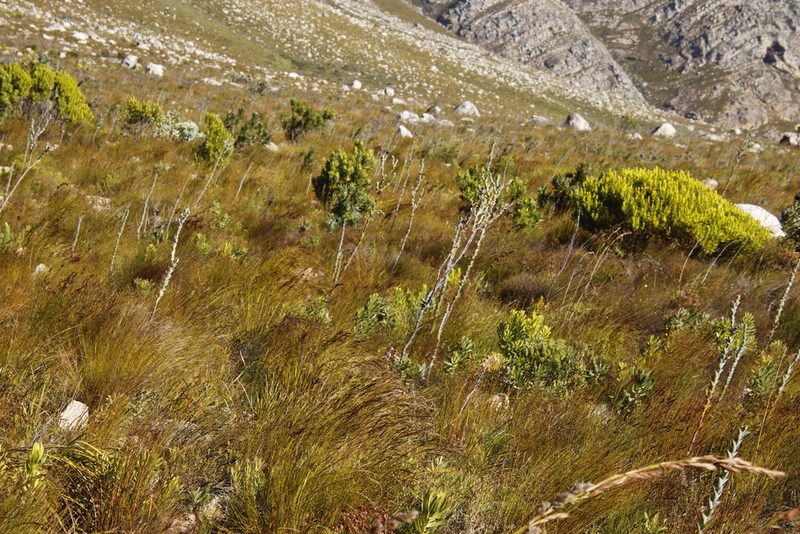 Thesium euphorbioides, photographed by Tony Rebelo