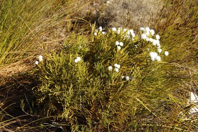 Brunia noduliflora, photographed by Tony Rebelo