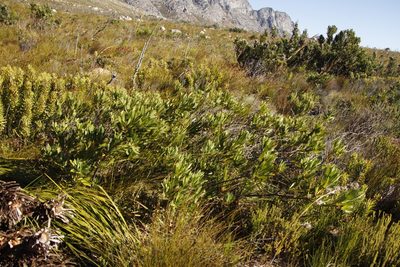 Brabejum stellatifolium, photographed by Tony Rebelo