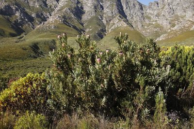 Protea laurifolia, photographed by Tony Rebelo