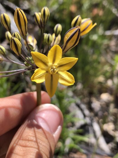 Triteleia lugens, photographed by Kyle Elshoff