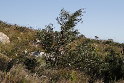 Acacia saligna, photographed by Tony Rebelo