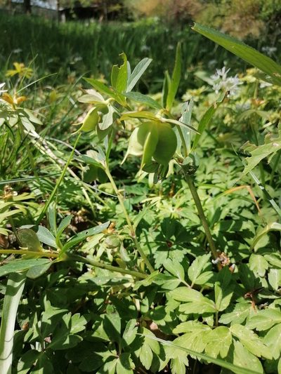 Helleborus dumetorum, photographed by Daniel Linzbauer