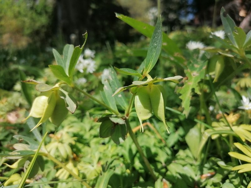 Helleborus dumetorum, photographed by Daniel Linzbauer