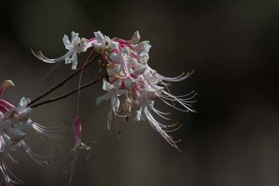 Rhododendron canescens, photographed by Mike Duran