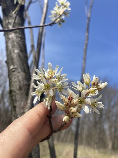 Amelanchier canadensis, photographed by Matt Evans