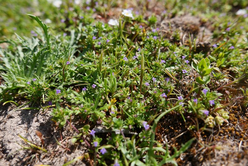 Pogogyne serpylloides, photographed by paulexcoff