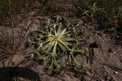 Eryngium montereyense, photographed by paulexcoff