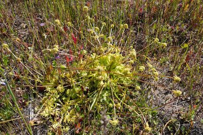 Sanicula arctopoides, photographed by paulexcoff
