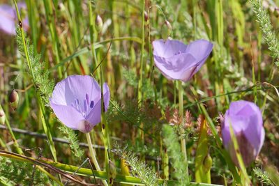 Calochortus uniflorus