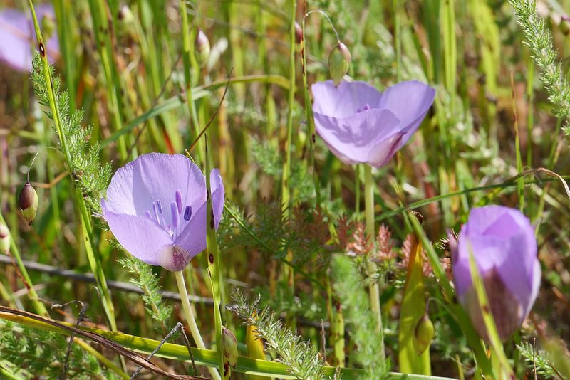 Calochortus uniflorus, photographed by paulexcoff