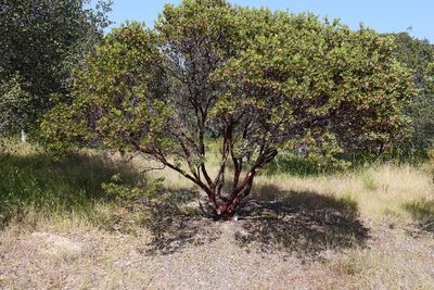 Arctostaphylos montereyensis, photographed by paulexcoff