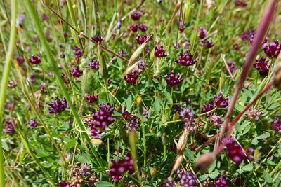 Trifolium depauperatum, photographed by paulexcoff