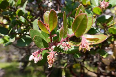 Arctostaphylos montereyensis, photographed by paulexcoff