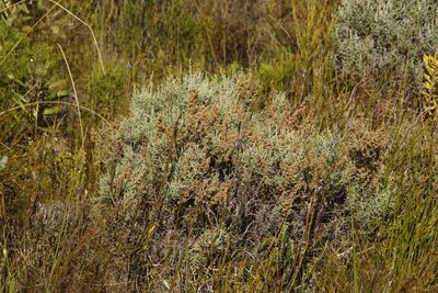 Stoebe plumosa, photographed by Tony Rebelo