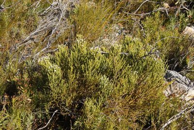 Brunia noduliflora, photographed by Tony Rebelo