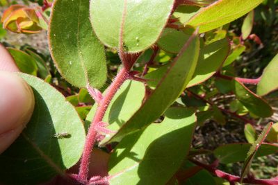 Arctostaphylos montereyensis, photographed by paulexcoff