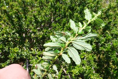 Ceanothus thyrsiflorus, photographed by paulexcoff