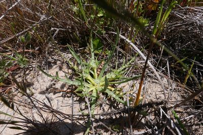 Eryngium montereyense, photographed by paulexcoff