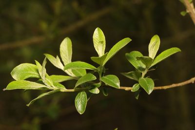 Salix atrocinerea, photographed by Stephen James McWilliam