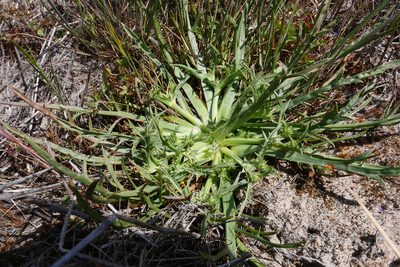 Eryngium montereyense, photographed by paulexcoff