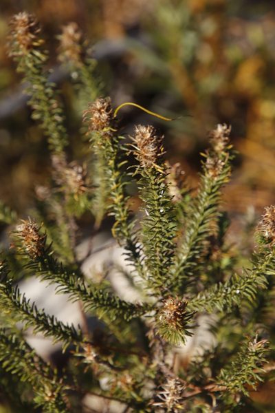 Stoebe glandulosa, photographed by Tony Rebelo