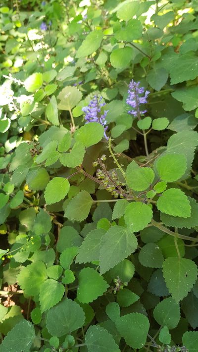 Plectranthus zuluensis, photographed by Margaret Burger