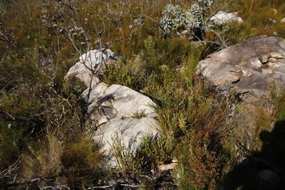 Protea scabra, photographed by Tony Rebelo