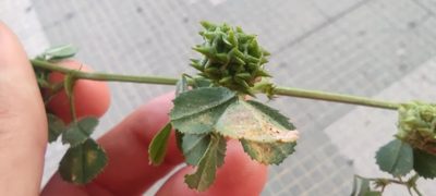 Medicago truncatula, photographed by Santiago Martín-Bravo