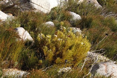 Brunia noduliflora, photographed by Tony Rebelo