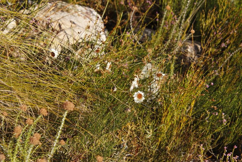Edmondia sesamoides, photographed by Tony Rebelo