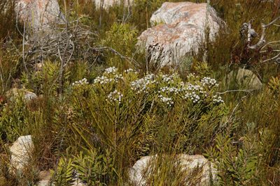 Brunia noduliflora, photographed by Tony Rebelo