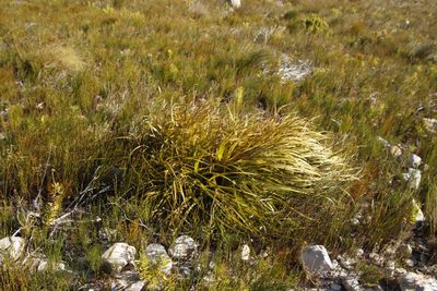 Tetraria thermalis, photographed by Tony Rebelo