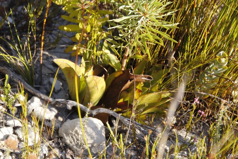 Mairia coriacea, photographed by Tony Rebelo